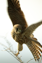 ..::Kestrel::..